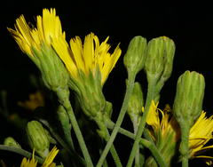 Hieracium maranzae