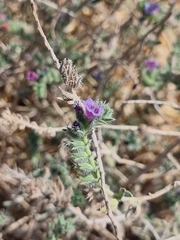 Echium angustifolium