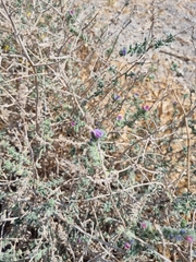 Echium angustifolium