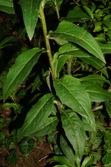 Hieracium maranzae