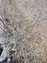 Echium angustifolium