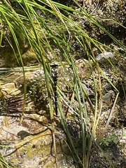 Cordulegaster boltonii