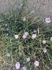 Convolvulus dorycnium