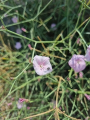 Convolvulus dorycnium