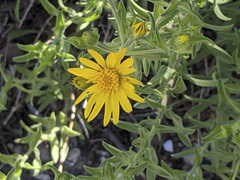 Heterotheca fulciens