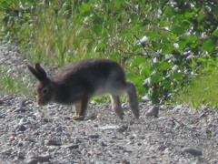 Lepus othus