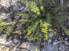 Heterotheca fulciens