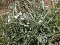 Oreocarya flavoculata