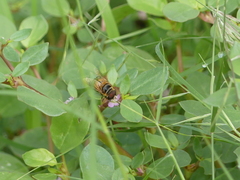 Palpada vinetorum