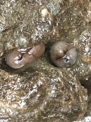 Zirfaea