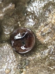 Zirfaea