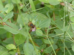 Palpada vinetorum
