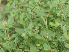 Palpada vinetorum
