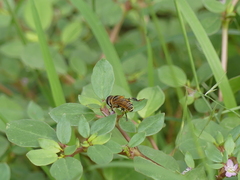 Palpada vinetorum
