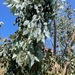Eucalyptus polyanthemos - Photo (c) Kaj Hoffman, osa oikeuksista pidätetään (CC BY-NC-ND), lähettänyt Kaj Hoffman