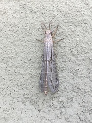 Scotoleon longipalpis