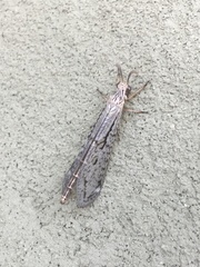 Scotoleon longipalpis