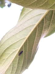 Ephydra