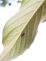 Ephydra