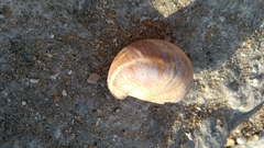 Crepidula fornicata
