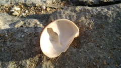 Crepidula fornicata