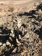 Hartmanthus pergamentaceus