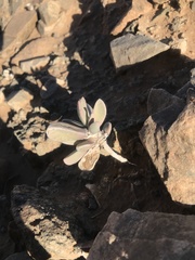 Hartmanthus pergamentaceus
