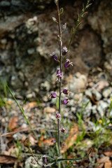 Streptanthus glandulosus glandulosus