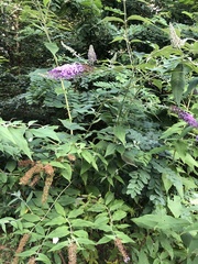 Buddleja davidii