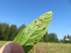 Puccinia pulverulenta