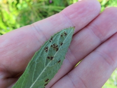 Puccinia pulverulenta