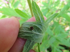 Puccinia pulverulenta