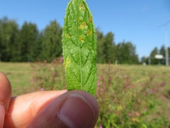 Puccinia pulverulenta