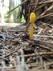 Leucocoprinus birnbaumii image