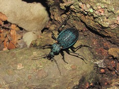 Carabus scabrosus