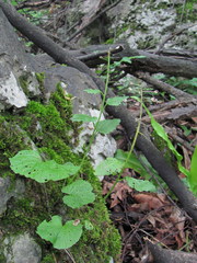 Pachyphragma macrophyllum