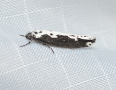 Ethmia semilugens