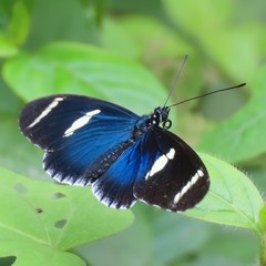 Heliconius sara