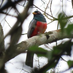 Trogon mesurus