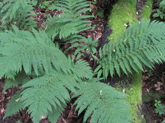Dryopteris caucasica