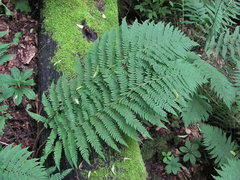 Dryopteris caucasica