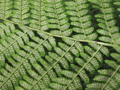 Dryopteris caucasica