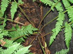 Dryopteris caucasica