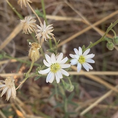 Felicia clavipilosa