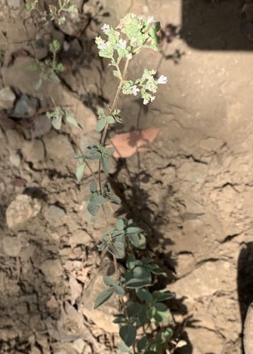 Greek Oregano plant photo (Origanum vulgare hirtum)