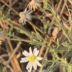 Felicia clavipilosa