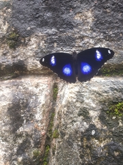 Hypolimnas bolina