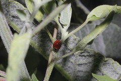 Cycloneda emarginata