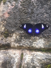 Hypolimnas bolina