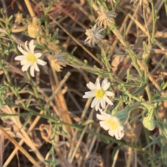 Felicia clavipilosa